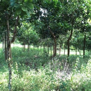 Tanah 2000 ha lampung barat