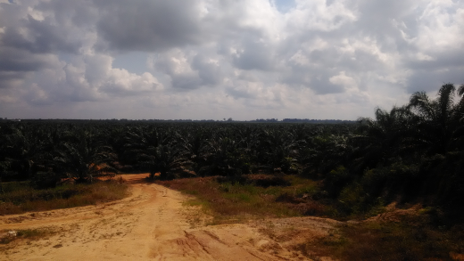perkebunan kelapa sawit 170 HA