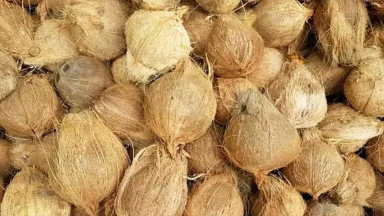 kelapa tua