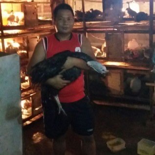 Jual Kalkun Hias/Karkas