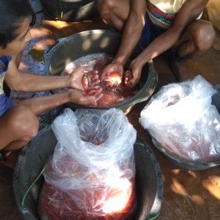 BIBIT IKAN AIR TAWAR 
