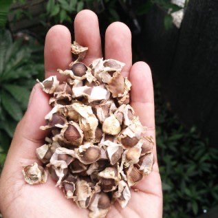 Benih Kelor (Moringa oleifera)