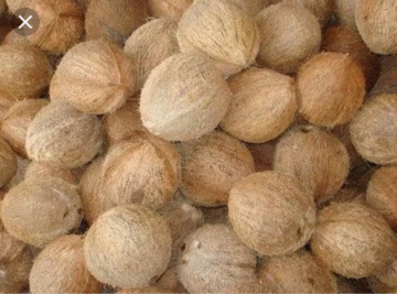 jual kelapa tua