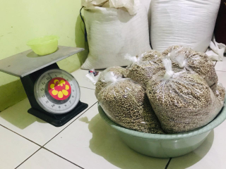 Lada Putih Asli Bangka