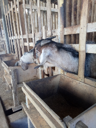 Jual Ternak kambing
