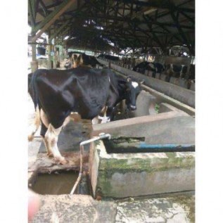 Dijual Peternakan Sapi Perah Aktif di Caringin Bogor