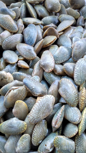Macam2 Hasil Laut