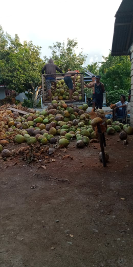 kelapa gelodongan/belum kupas