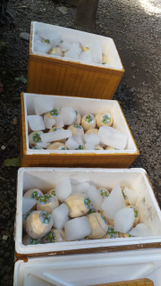 coconut jelly degan jelly