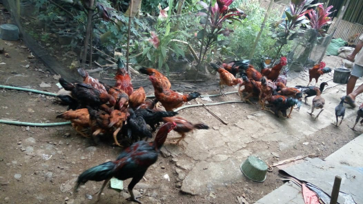 Jual ayam Pelung