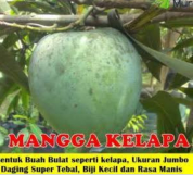 Bibit mangga kelapa