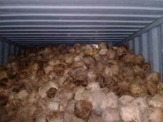 kelapa tua kupas jambul sulawesi