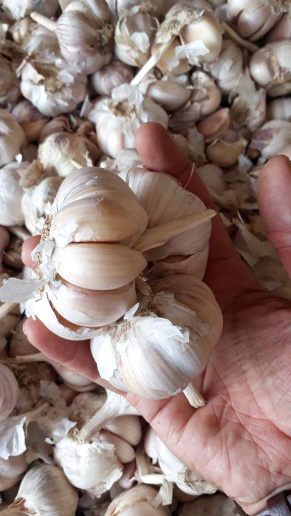 Bawang Putih Premium