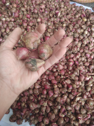 Bawang merah Brebes