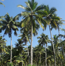 jual batang kelapa