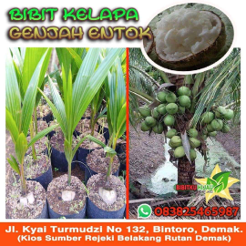JUAL BIBIT KELAPA GENJAH ENTOK || WA