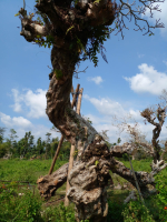jual pohon Kamboja fosil 