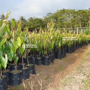 Bibit Durian Merah Banyuwangi Asli Uk 60cm