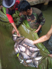 jual ikan air tawar nila hitam