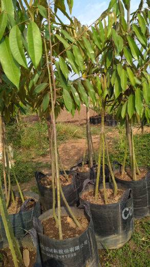Bibit durian unggul