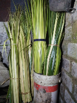 DAUN KUPAT