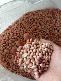 kacang tanah