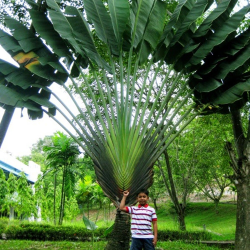 jual pohon pisang kipas dll