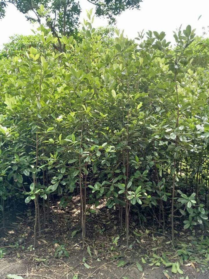 jual pohon sawo kecik
