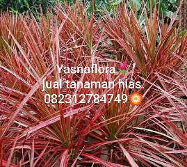 jual tanaman tricolor 08.12.92.12.77.31