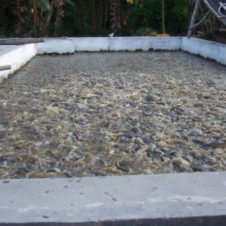 JUAL IKAN LELE  HARGA 18RB, IKAN MAS RP 24 RB DAN NILA RP 22 RB / KG