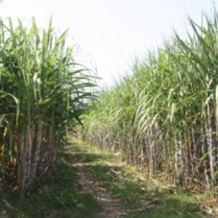 Dijual tebu segar di ladang