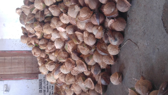 kelapa Lanang Loro