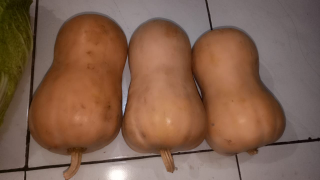 jual labu madu