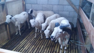 paket breeding domba Garut