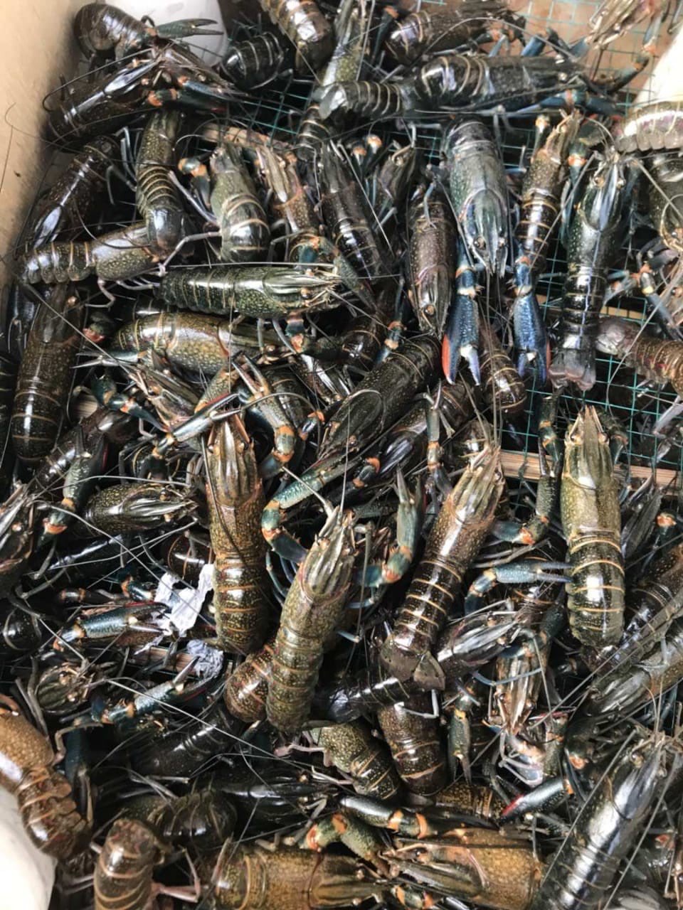 Jual Lobster Malang - Reza Farm