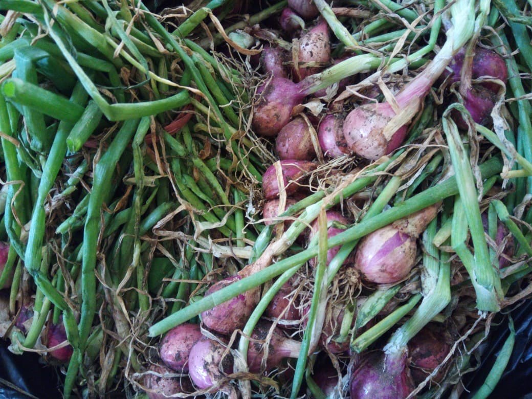 Bawang Merah Basah