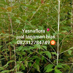 jual pohon pelangi.08.12.92.12.77.31