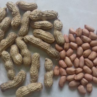 Penjualan Kacang Tanah