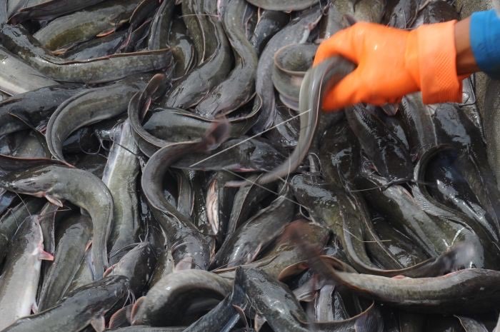 ikan lele PT Platinum Jaya Sentosa