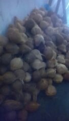 jual kelapa