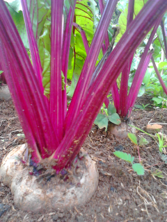 beet merah