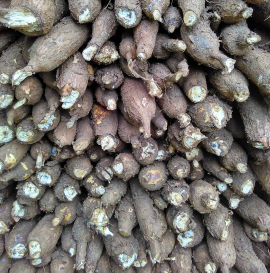 Jual Singkong