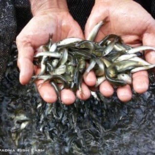 Benih Ikan Grasscarp