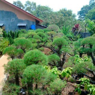 POHON CEMARA UDANG,JUAL BERBAGAI ANEKA TANAMAN BONSAI,HIAS,PELINDUNGKAMI