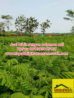 Bibit sengon solomon asli berkualitas