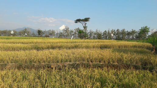 Jual Tanah Sawah
