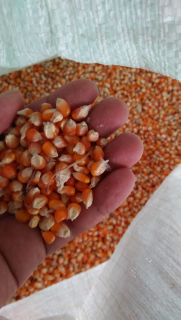 jagung pipil kering bersih kipas KA18