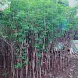 jual pohon akasia golden 
