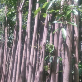 jual pohon pule 