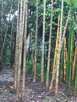 jual pohon liang liu dll.